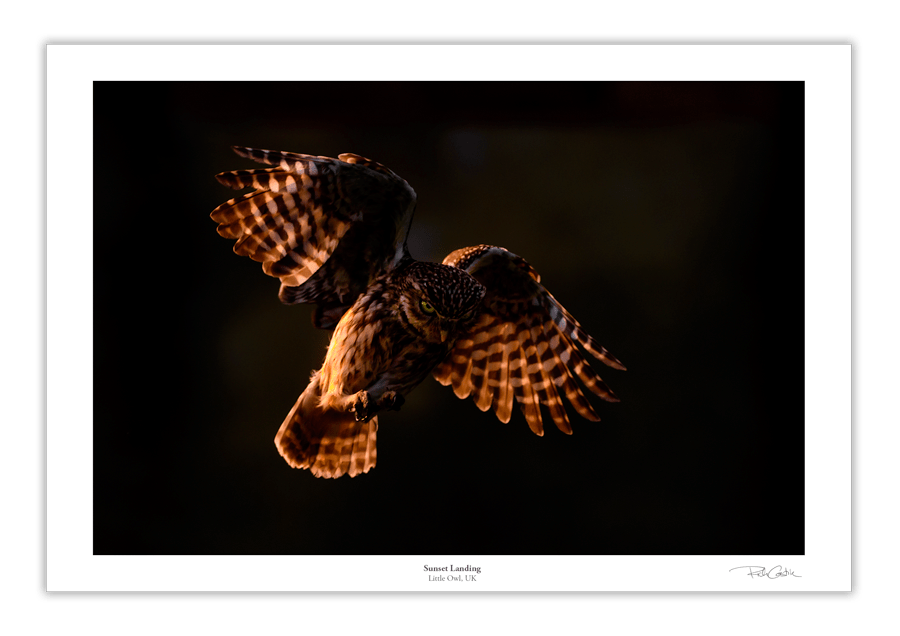Sunset Owl Little Owl UKwildlife photography fine art print
