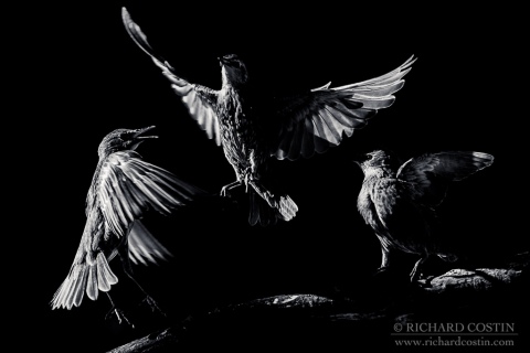rcwp_A13862