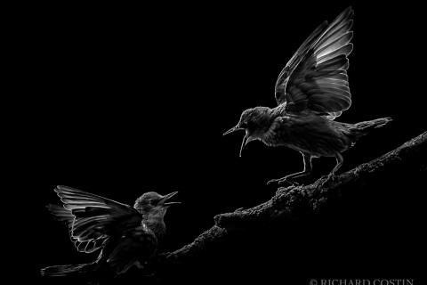 rcwp_A14046
