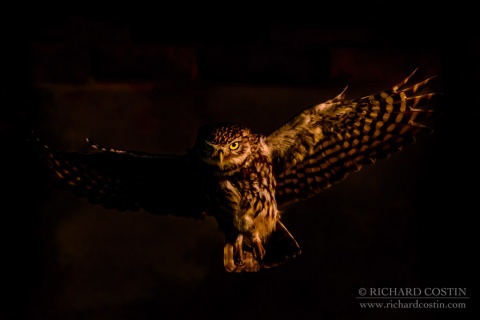 Wild Little Owl