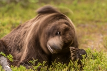Bear shaking its head, motion blur shot
