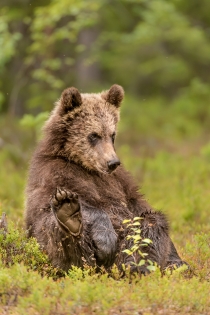 Young Bear sat upright with foot in air scratching itself.