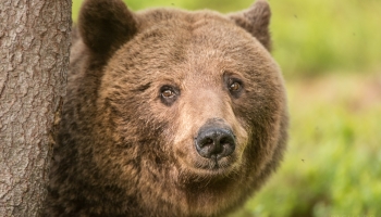 Bear's face peering around tree staring to camera. Bear's face peering around tree staring to camera.