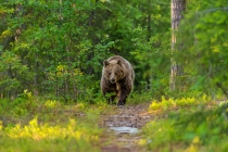 Bear walking along path towards camera in forest.