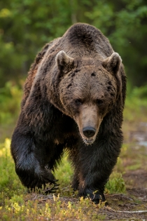 Large Bear walking towards camera in forest.