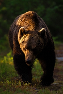 Large Bear walking towards camera in forest with side lighting.