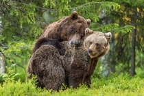 Two bears in forest, with one hugging the other.