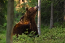 Bear in forest scratching itself.