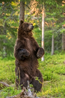 Bear stood upright scratching its back on a tree trunk.