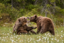 Two young Bears play fighting with mouths touching.