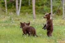 Very young Bear cubs in short grass looking to the left.