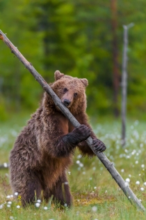 Bear Grasp