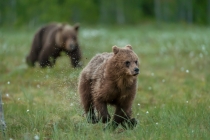 Young Bear running away from larger male through wet grass.