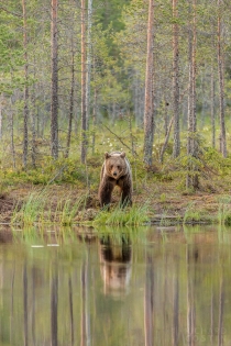 Bear reflected in still river in a forest.