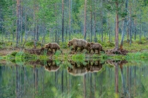 Mother and two cubs walking along a river bank in which they are reflected.
