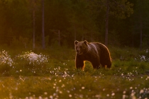 Large Bear in short grass, rim lit at sunset.
