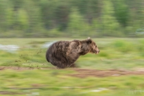 Bear running through short grass kicking up mud, motion blur shot.
