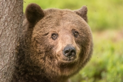 Bear's face peering around tree staring to camera.
