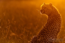 Backlit Cheetah in the Mara