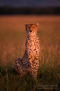 Cheetah in the Masai Mara