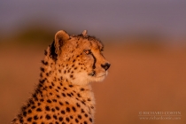 Cheetah close up portrait