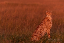 Cheetah portrait at first light