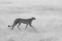 Black and White image of cheetah in grass