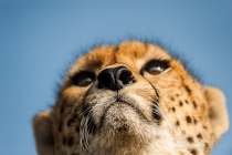 Close Cheetah head portrait from underside