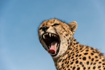 Low angle close up, yawning