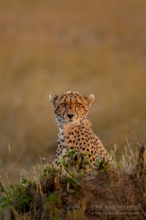 Cheetah in the Masai Mara