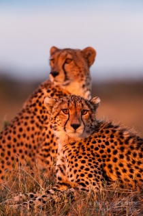 Cheetah brothers in late light