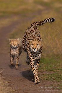 Cheetah in the Masai Mara