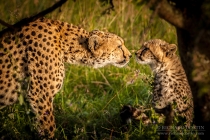 Cheetah mother and cub staring at each other
