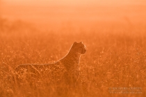 Cheetah in the Masai Mara