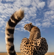Extreme close up from behind a sitting Cheetah with tail in the air