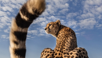 Extreme close up from behind a sitting Cheetah with tail in the air Extreme close up from behind a sitting Cheetah with tail in the air