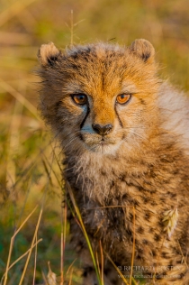 Cheetah cub portrait