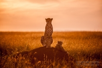 Cheetah mother and cub on mound at sunrise, wide