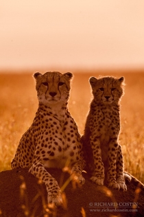 Cheetah mother and cub on mound at sunrise, close