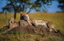 Cheetah mother yawning with her two cubs beside her on a small mud mound