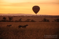 Cheetah mother walking through grass in the morning with balloon in the sky