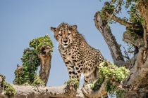 Young Cheetah up in a tree looking down to the camera