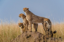 Cheetah mother and three cubs stood on a small mound looking out ahead