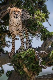 Young Cheetah up in a tree looking out ahead