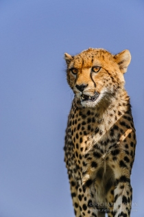 Cheetah portrait with clear blue sky behind