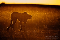 Cheetah walking in backlit, warm evening light