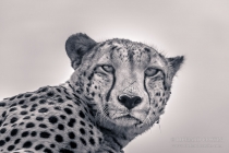 Cheetah Portrait