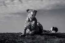 Cheetah Portrait