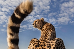 Extreme close up from behind a sitting Cheetah with tail in the air