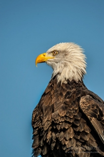 Bald Eagle close up portrait against blue sky